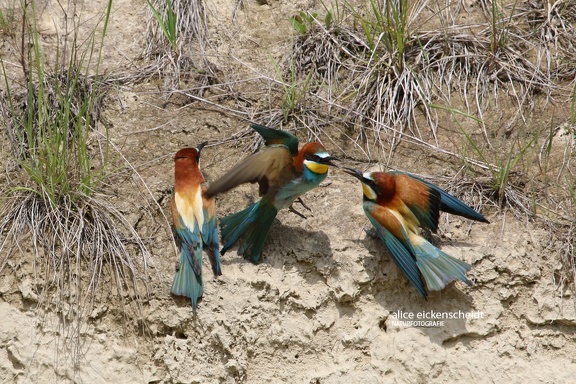 Bienenfresser (Merops apiaster)